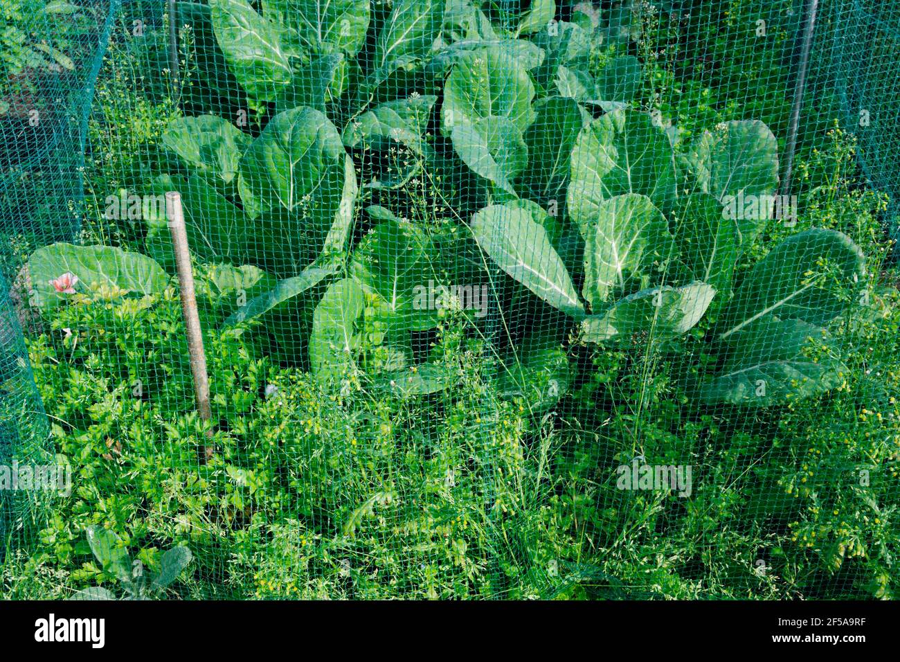 Collard greens 'Collard Champion', growing in weedy plot under protection of butterfly netting. Stock Photo