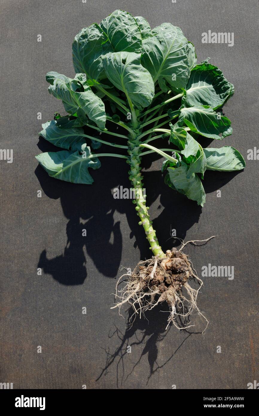 Swollen and distorted roots of a Brussel Sprout plant caused by Clubroot, Plasmodiophora brassicae Mastigomycotina, a fungal disease of cabbages. Stock Photo
