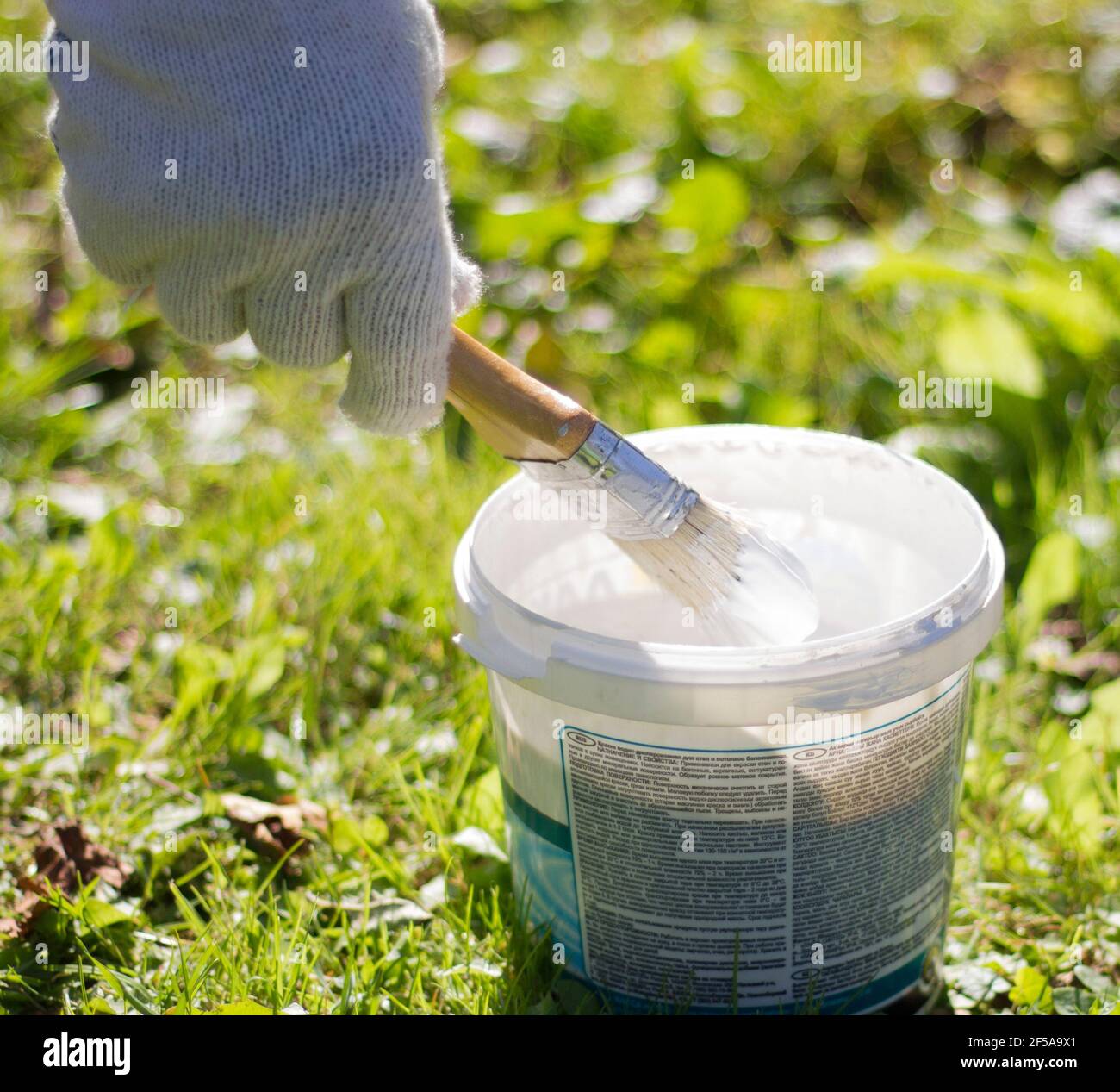 a gloved hand with a brush and a can of white paint for whitewashing trees. gardening concept Stock Photo