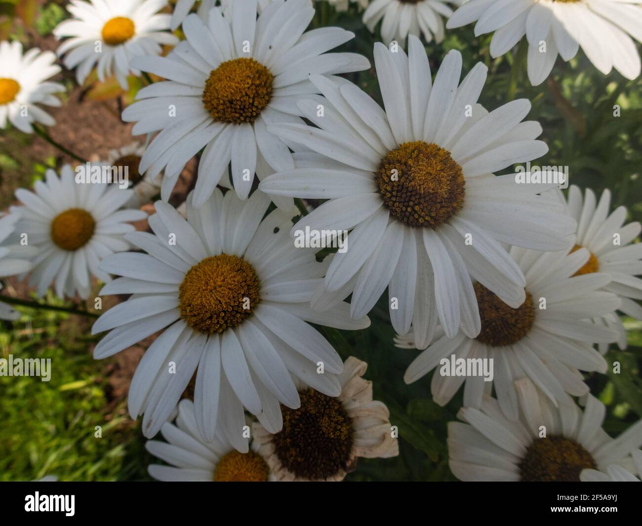 Flowering of daisies. Oxeye daisy, Leucanthemum vulgare, Daisies, Dox