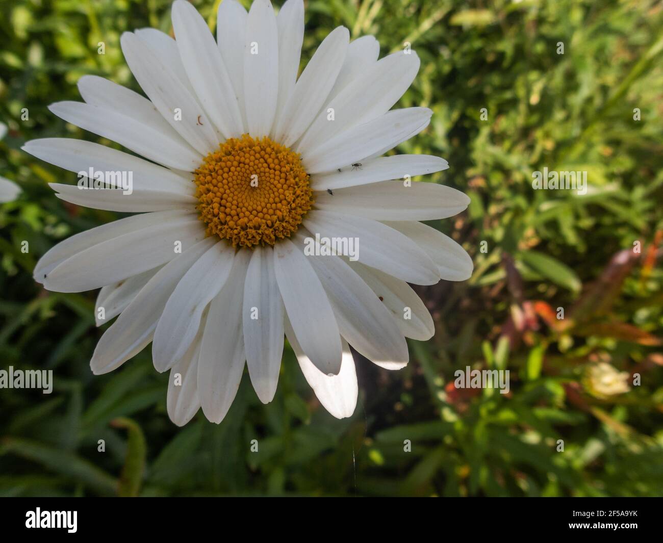 Flowering of daisies. Oxeye daisy, Leucanthemum vulgare, Daisies, Doxeye, Common daisy, Dog