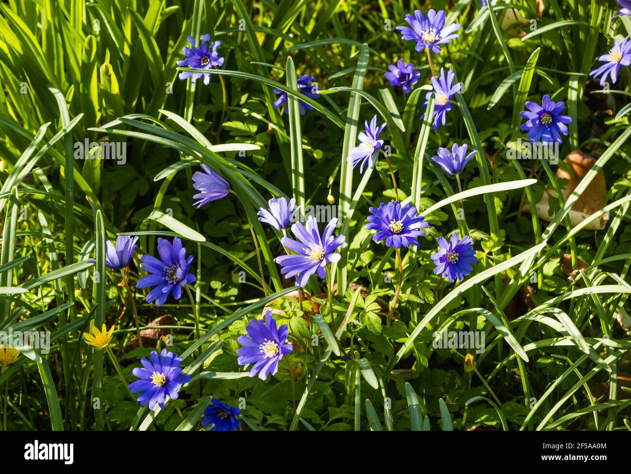 Anemone in wild hi res stock photography and images Alamy