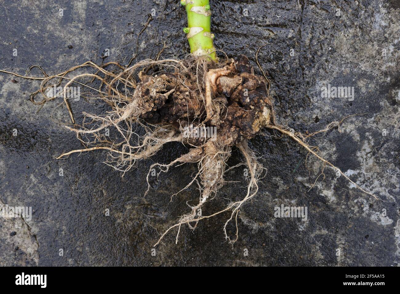 Swollen and distorted roots of a Brussel Sprout plant caused by Clubroot, Plasmodiophora brassicae Mastigomycotina, a fungal disease of cabbages, turn Stock Photo