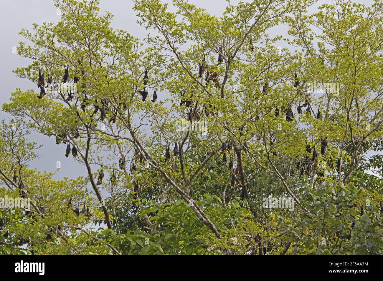 Spectacled Fruit Bat daytime roost along riverPteropus conspicillatus