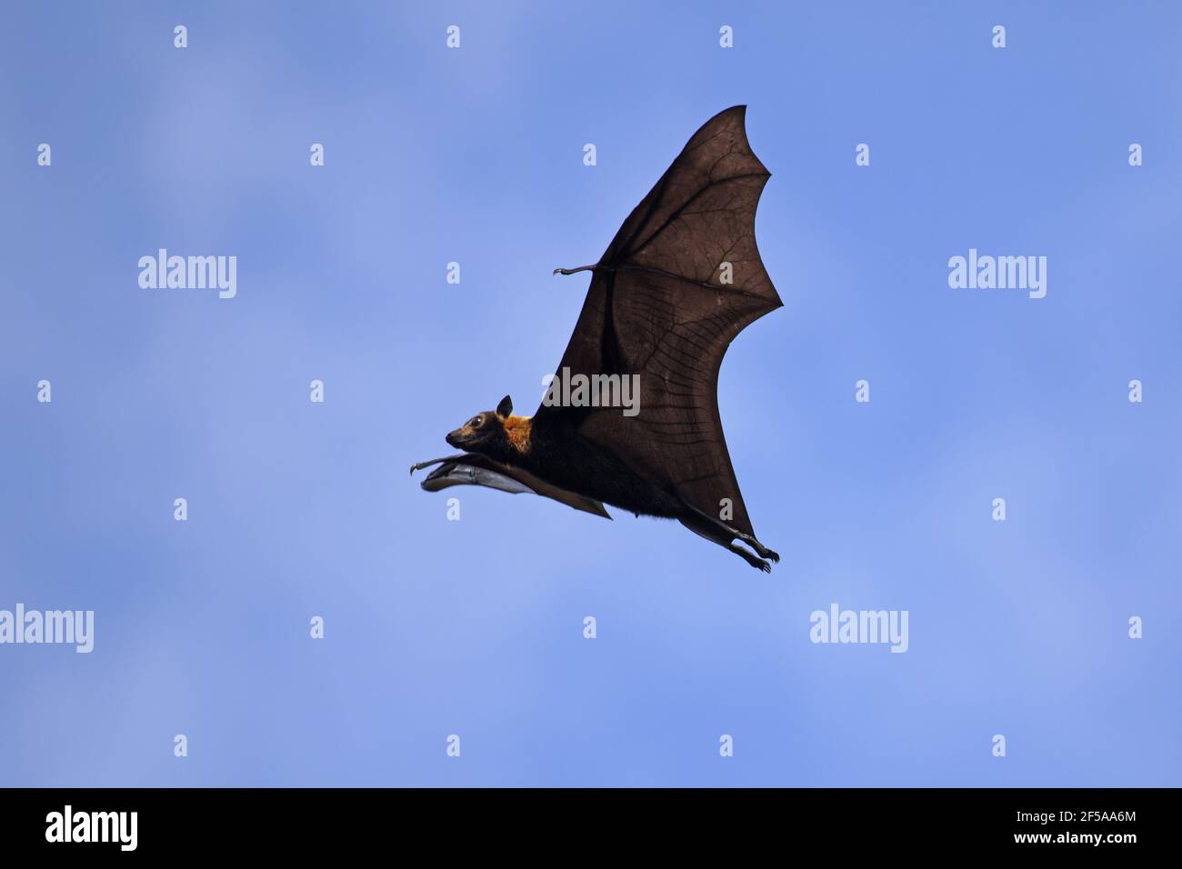 Spectacled Fruit Bat - in flight during the dayPteropus conspicillatus Daintree Queensland, Australia MA003200 Stock Photo