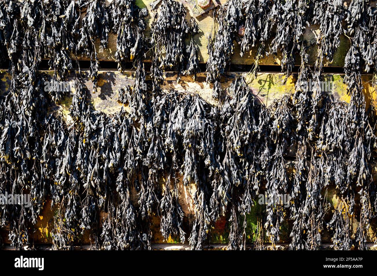 A close up of dried black seaweed hanging on a wooden sea defence at low tide in North Norfolk England UK Stock Photo