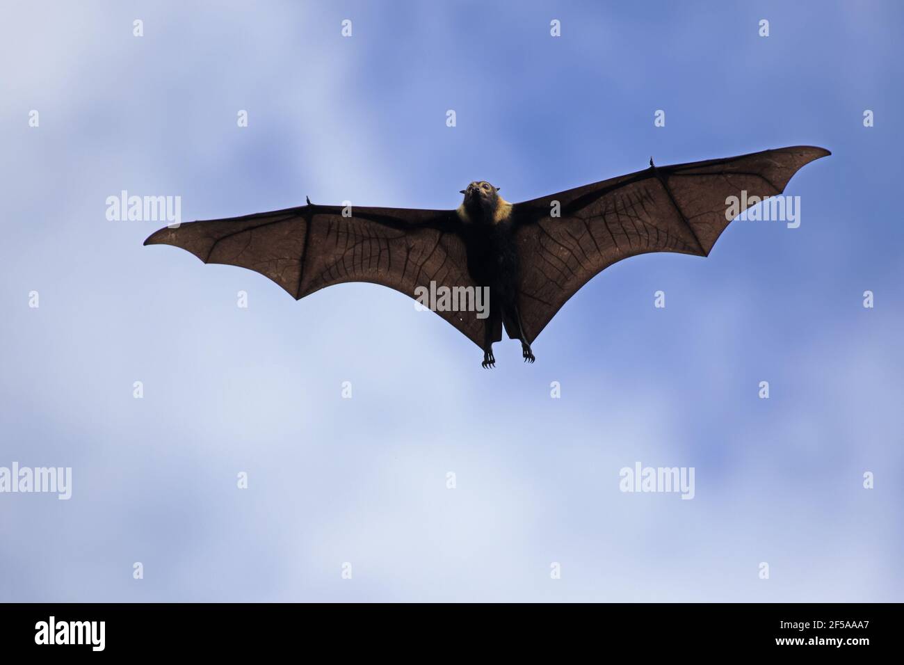 Spectacled Fruit Bat - in flight during the dayPteropus conspicillatus Daintree Queensland, Australia MA003206 Stock Photo