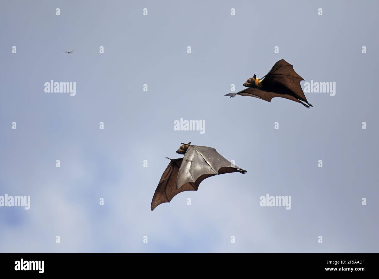 Spectacled Fruit Bat - in flight during the dayPteropus conspicillatus Daintree Queensland, Australia MA003210 Stock Photo