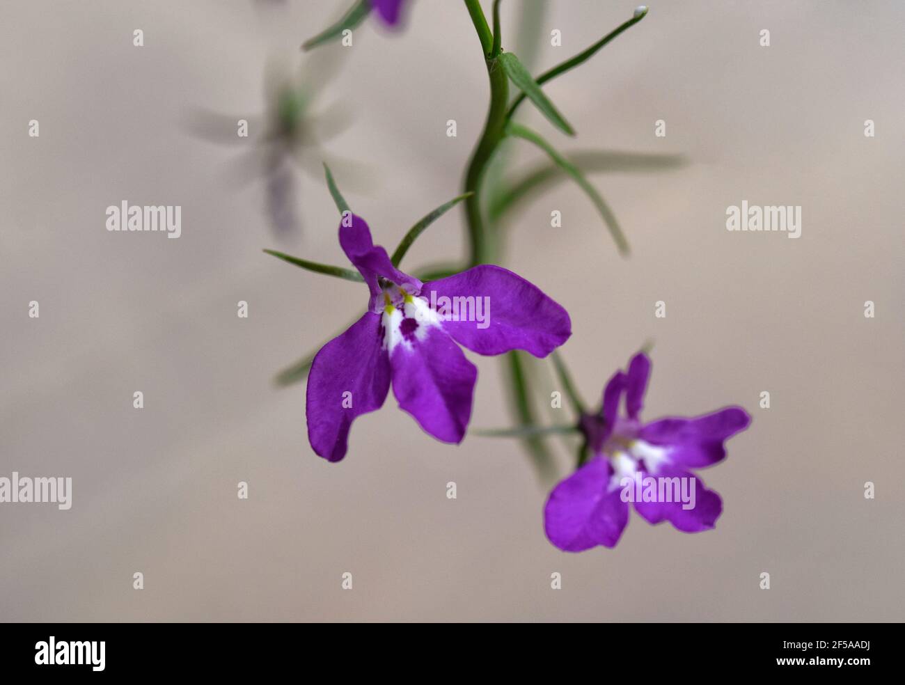 purple lobelia flowers Stock Photo - Alamy