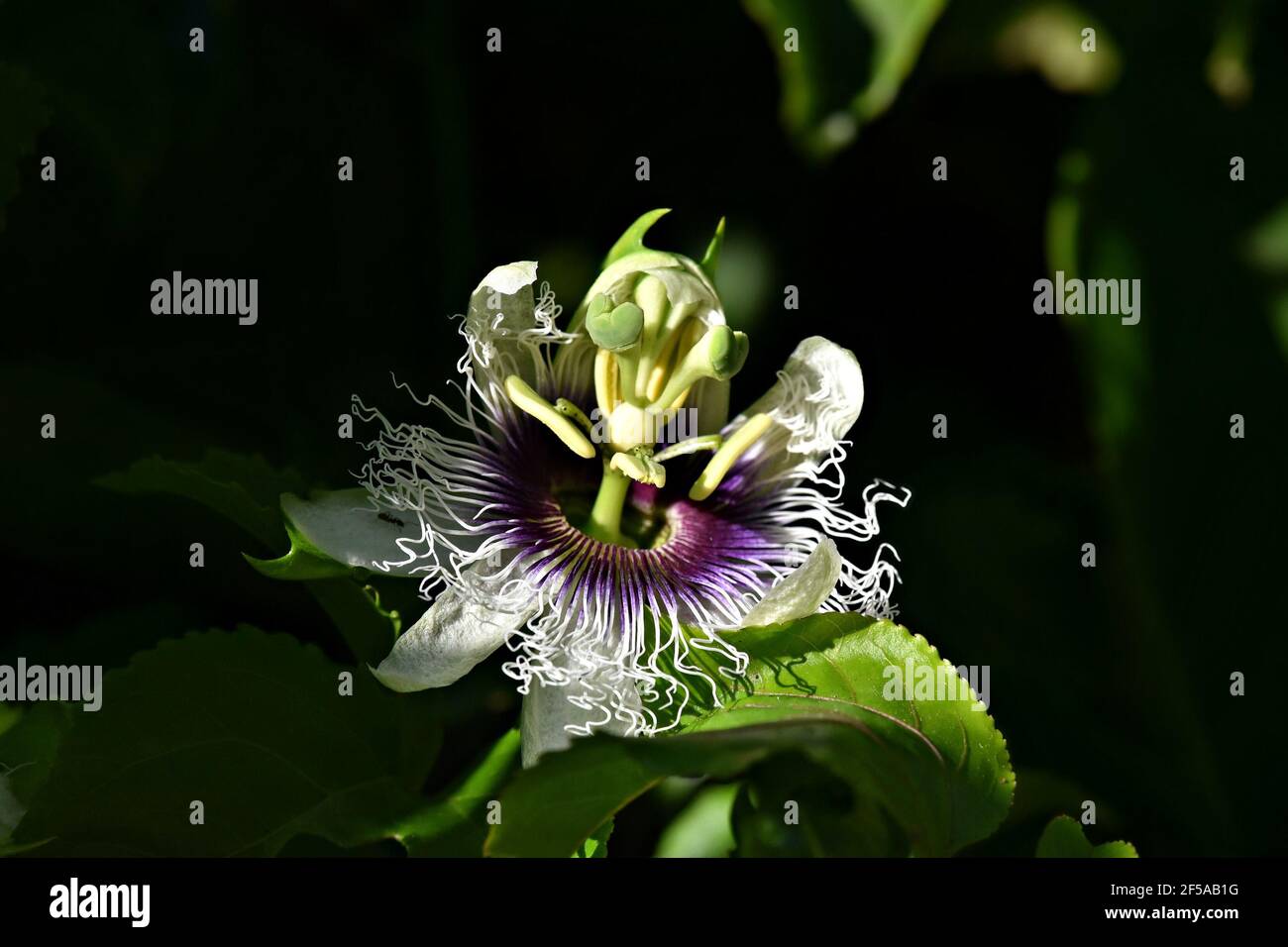 Passiflora incarnata (Purple passion flower) on a dark green background abstract composition. Stock Photo