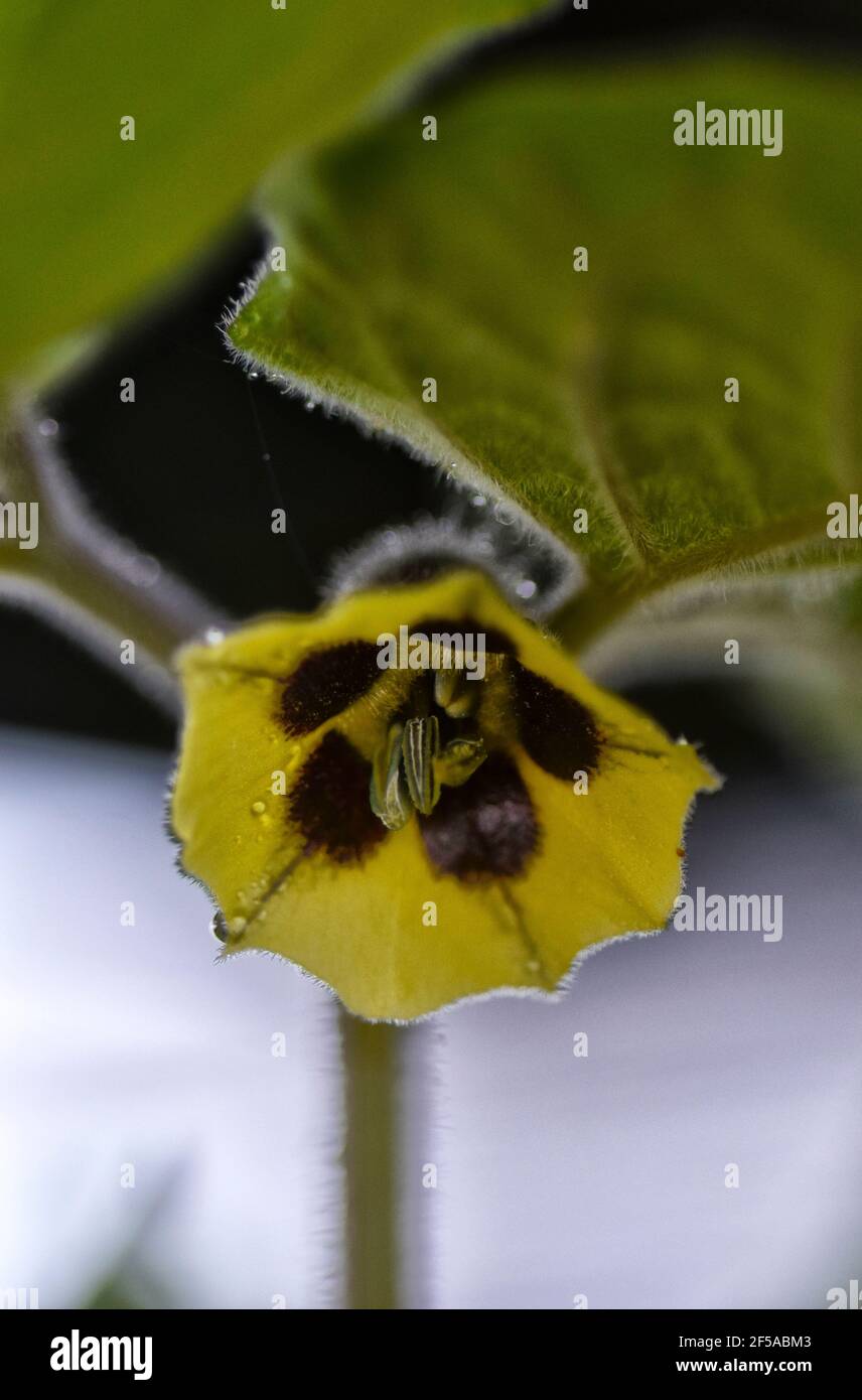 Physalis philadelphica 'Purple de Milpa', Yellow flowers of Tomatillo also know as Tomato verde Stock Photo