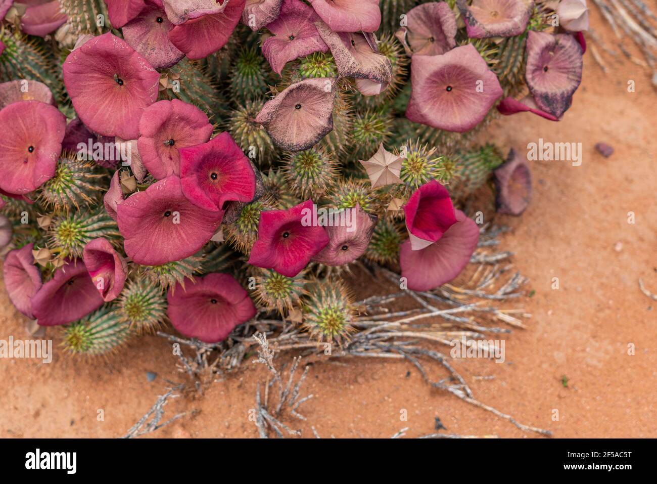 Red flowering hoodia cactus in the Namib Naukluft National Park,Namibia, close up Stock Photo