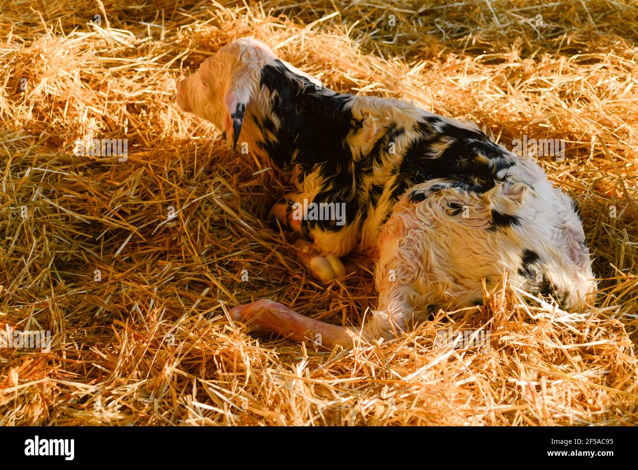 newborn holstein calf Stock Photo Alamy