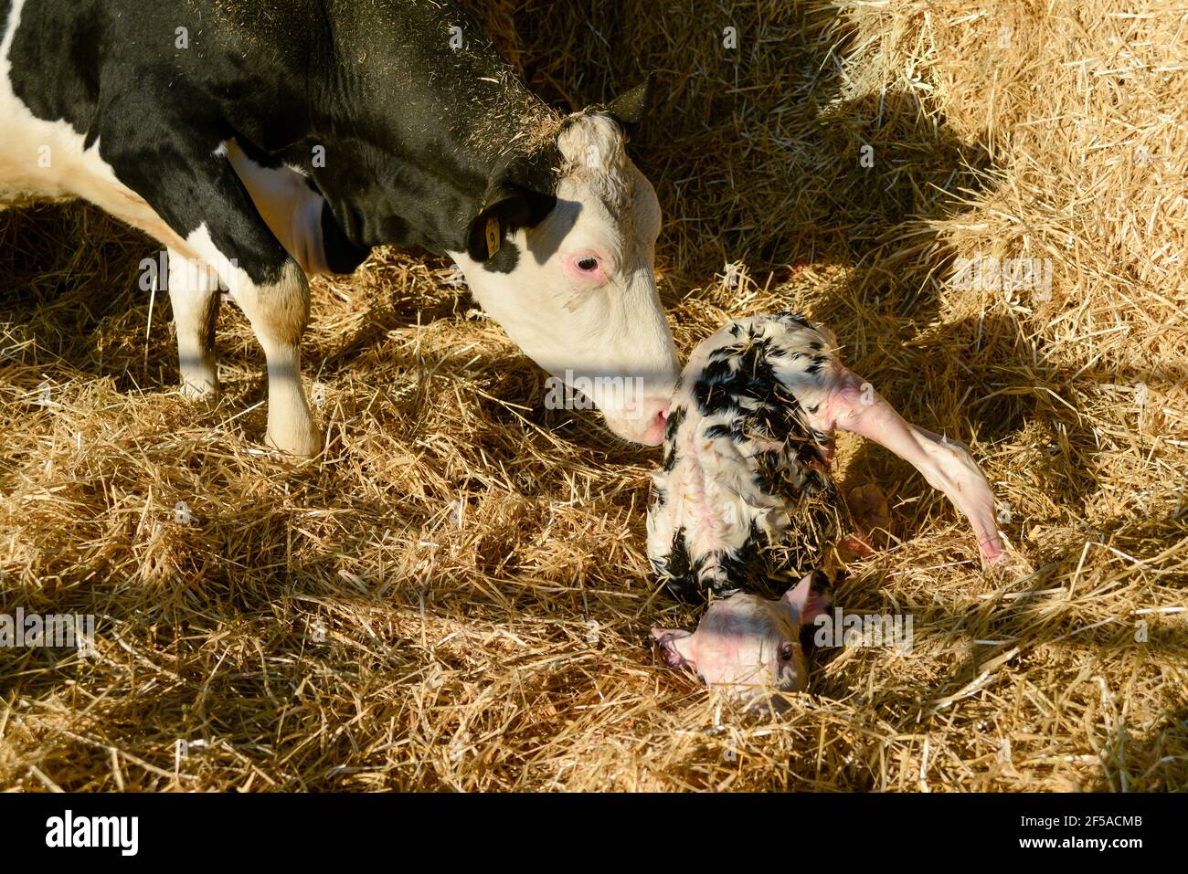newborn holstein calf Stock Photo Alamy