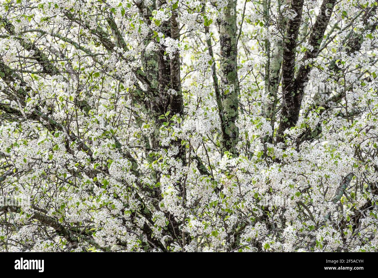 Blossoming Bradford pear tree (Pyrus calleryana) announces the arrival of spring in Atlanta, Georgia. (USA) Stock Photo