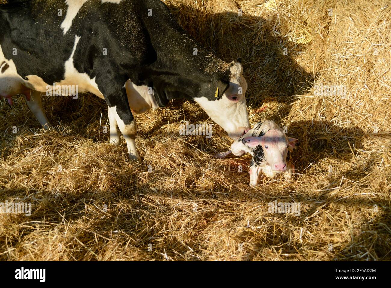 newborn holstein calf Stock Photo Alamy