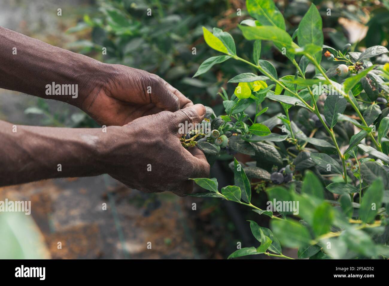 African man hand working and picking blueberries on a organic farm. Black hands. Concept of classical agriculture Stock Photo
