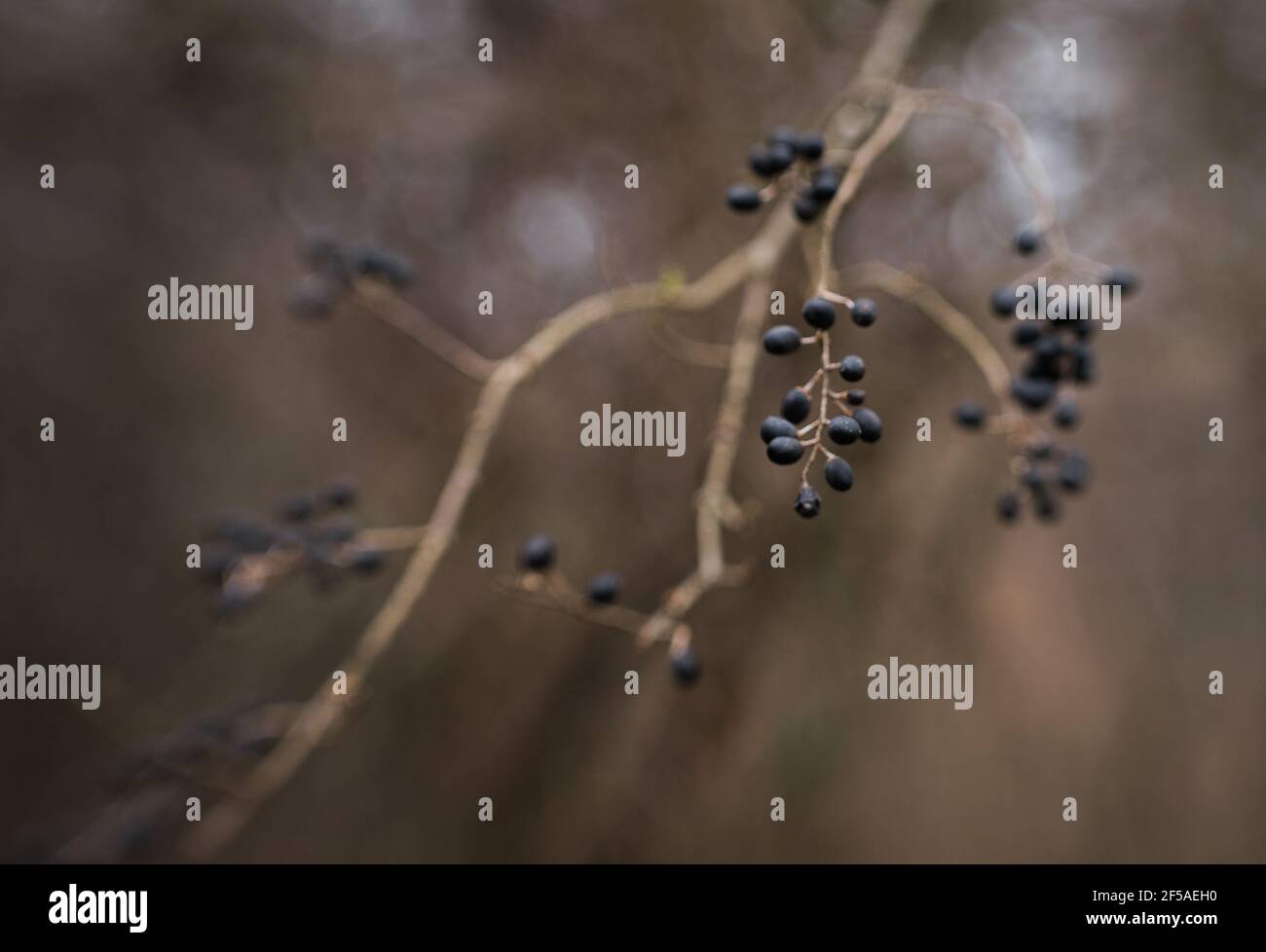 painterly blue and brown berries on a branch Stock Photo