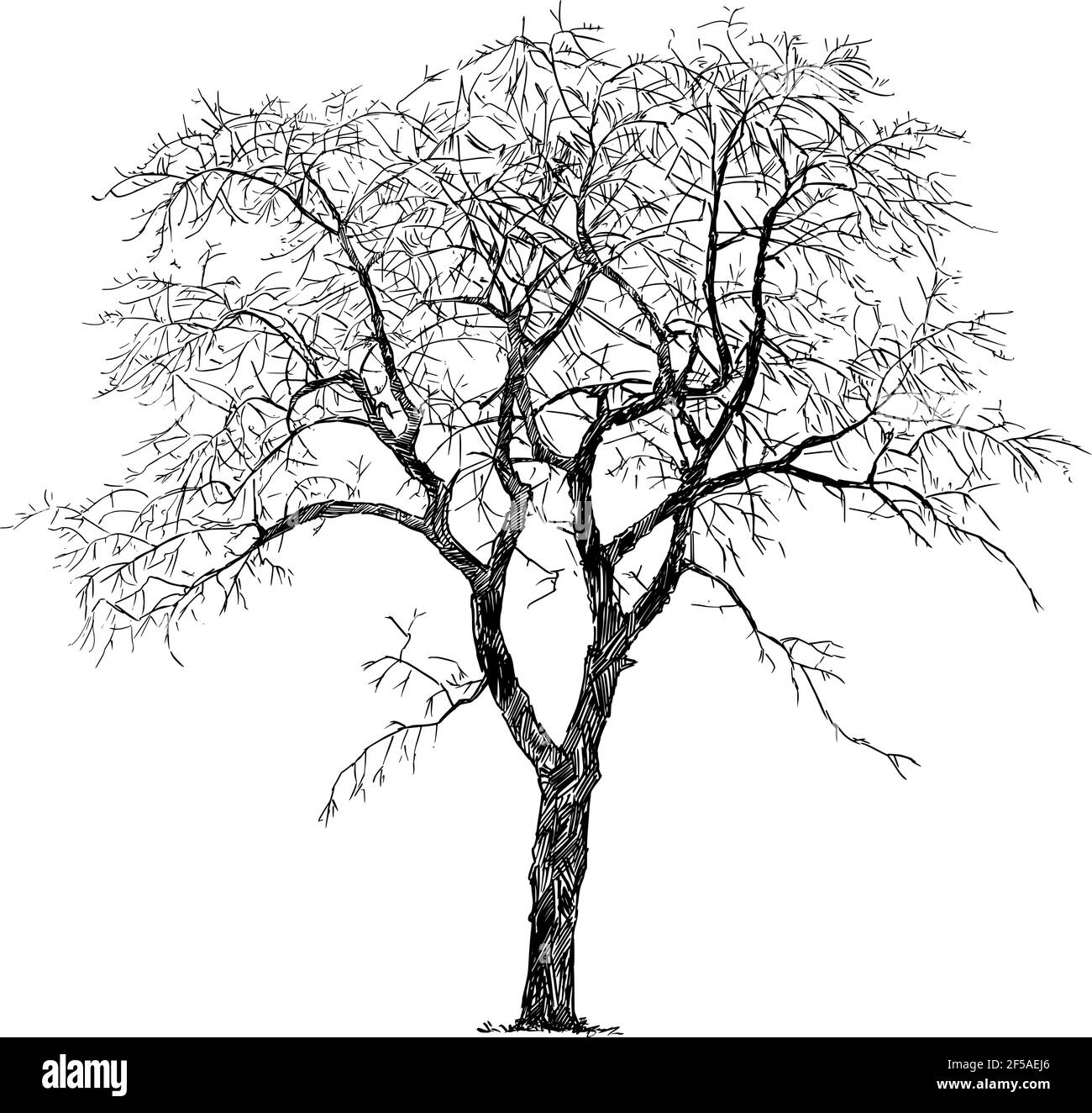Old Cherry Tree Winter Silhouette, Vector Drawing or Illustration Stock