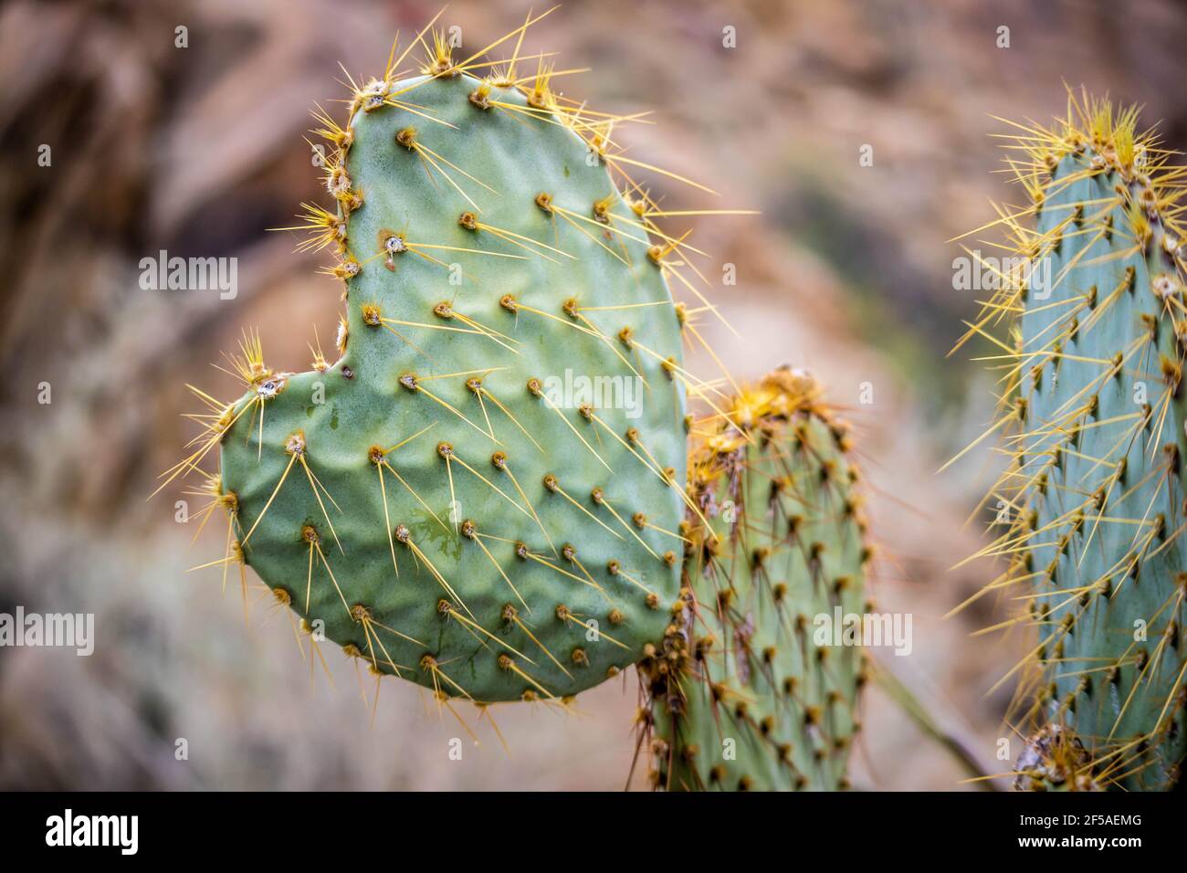 A cactus in the desert of Joshua Tree National Park Stock Photo