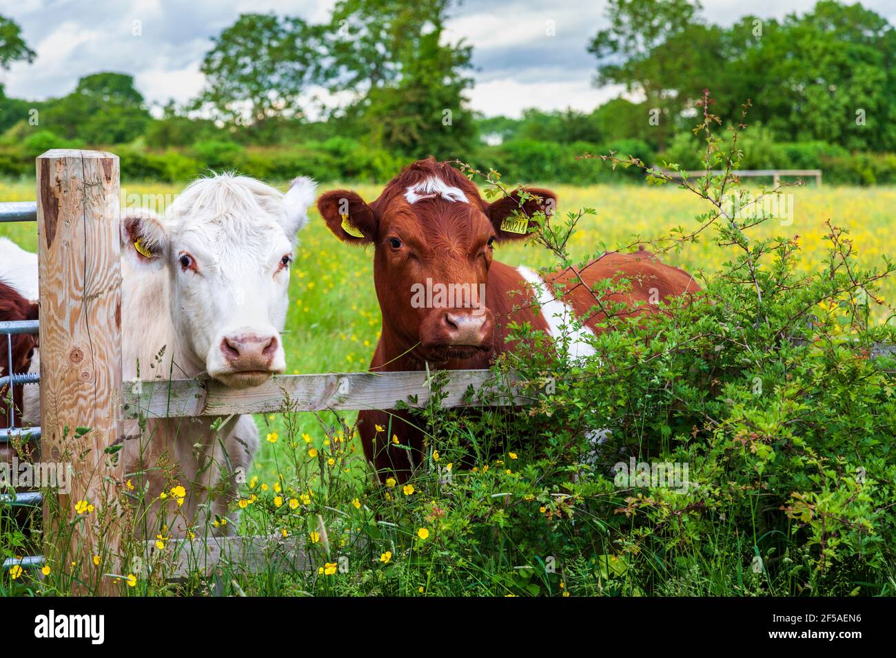 Cows looking over fence hires stock photography and images Alamy