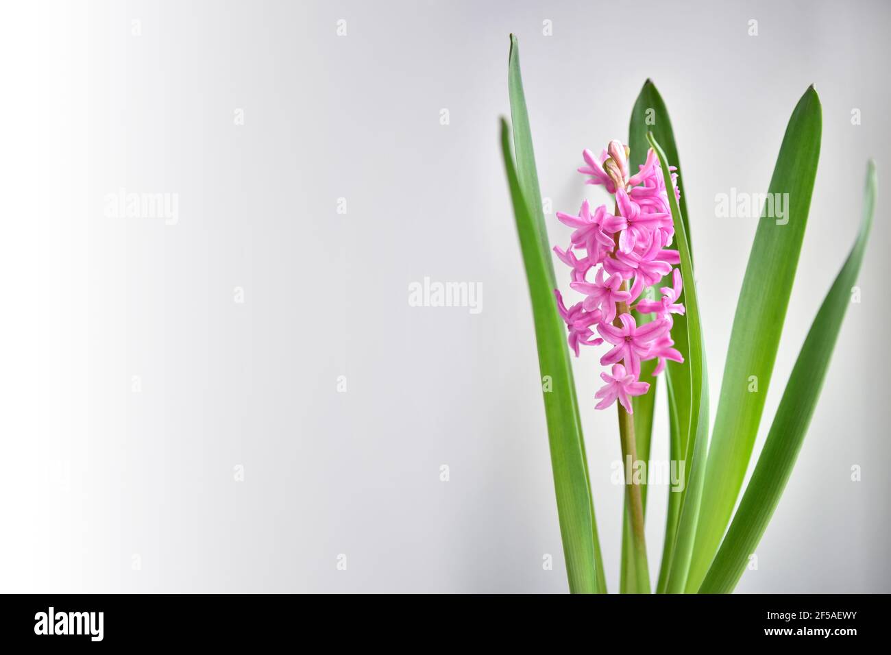 Bright pink hyacinth flower with leaves on a gray background Stock Photo