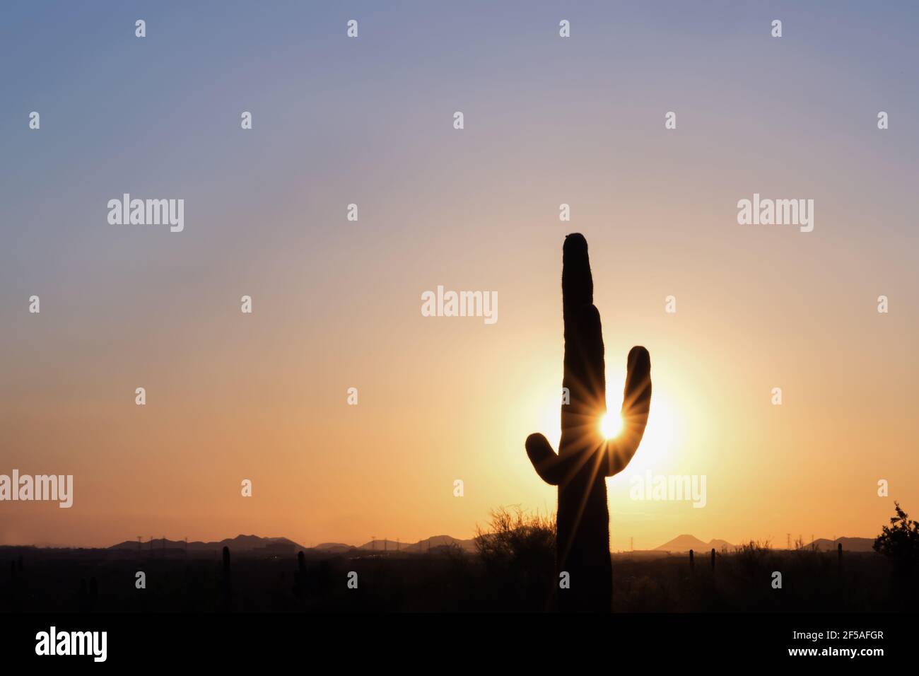 Silhouette of saguaro cactus with sun flare in Phoenix Arizona Stock ...