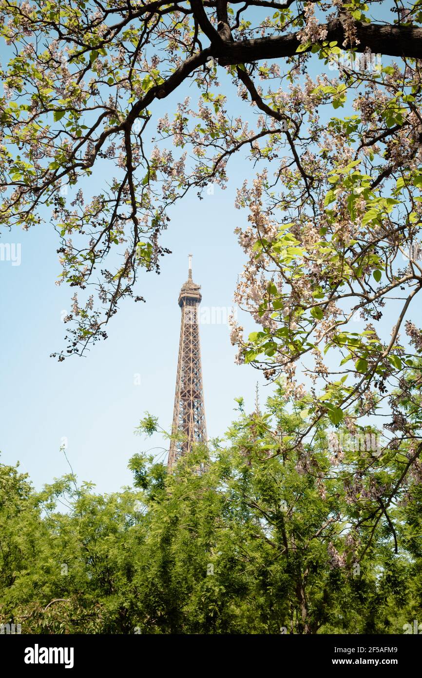 Eiffel tower seen through branches Stock Photo