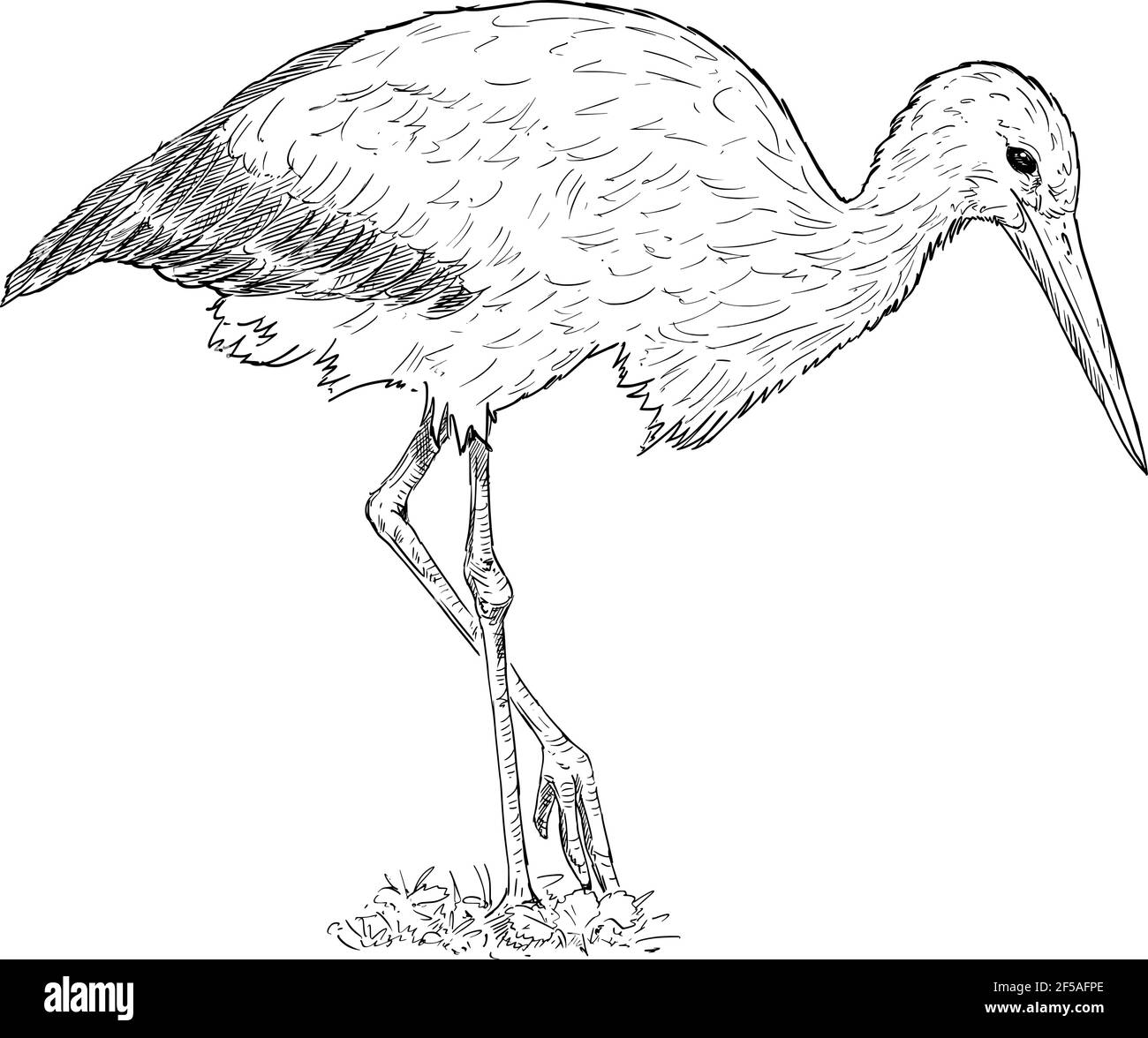 White Stork Bird Standing. Vector Drawing or Illustration Stock Vector