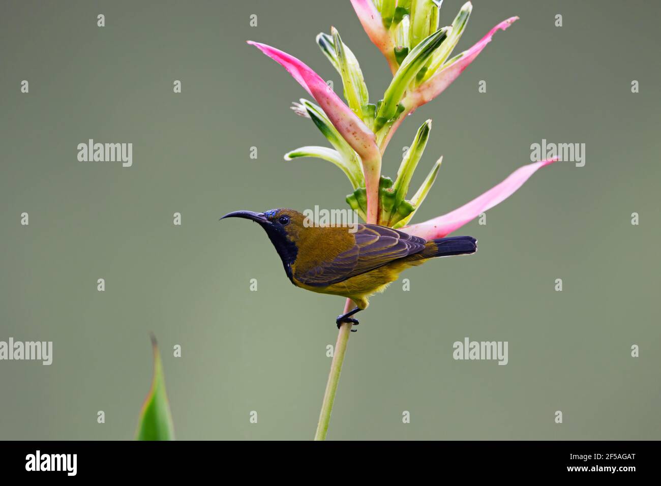 Olive backed sunbird hi-res stock photography and images - Alamy