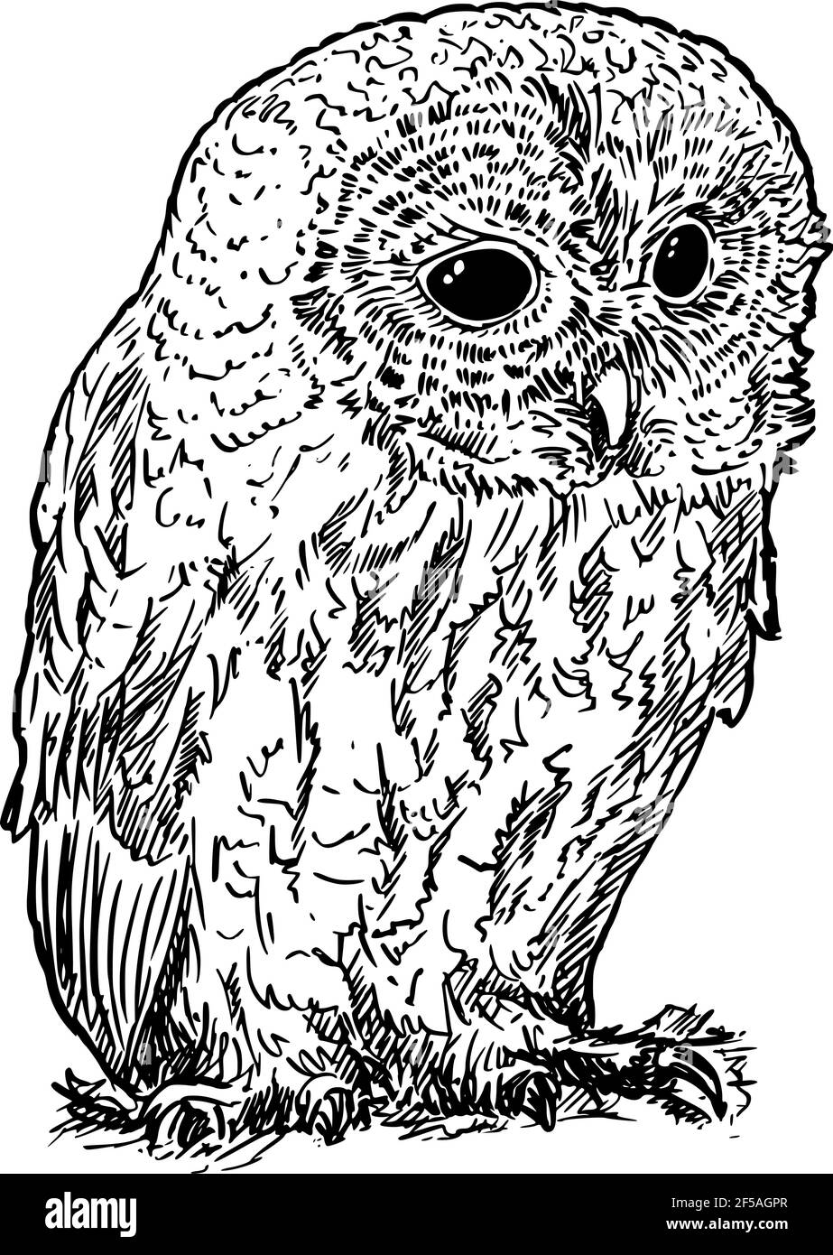 Tawny or Brown Owl Bird. Vector Drawing or Illustration Stock Vector