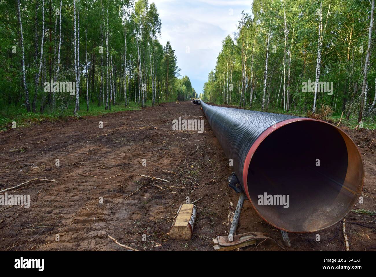 Natural gas pipeline construction work in forest area. Installation of ...