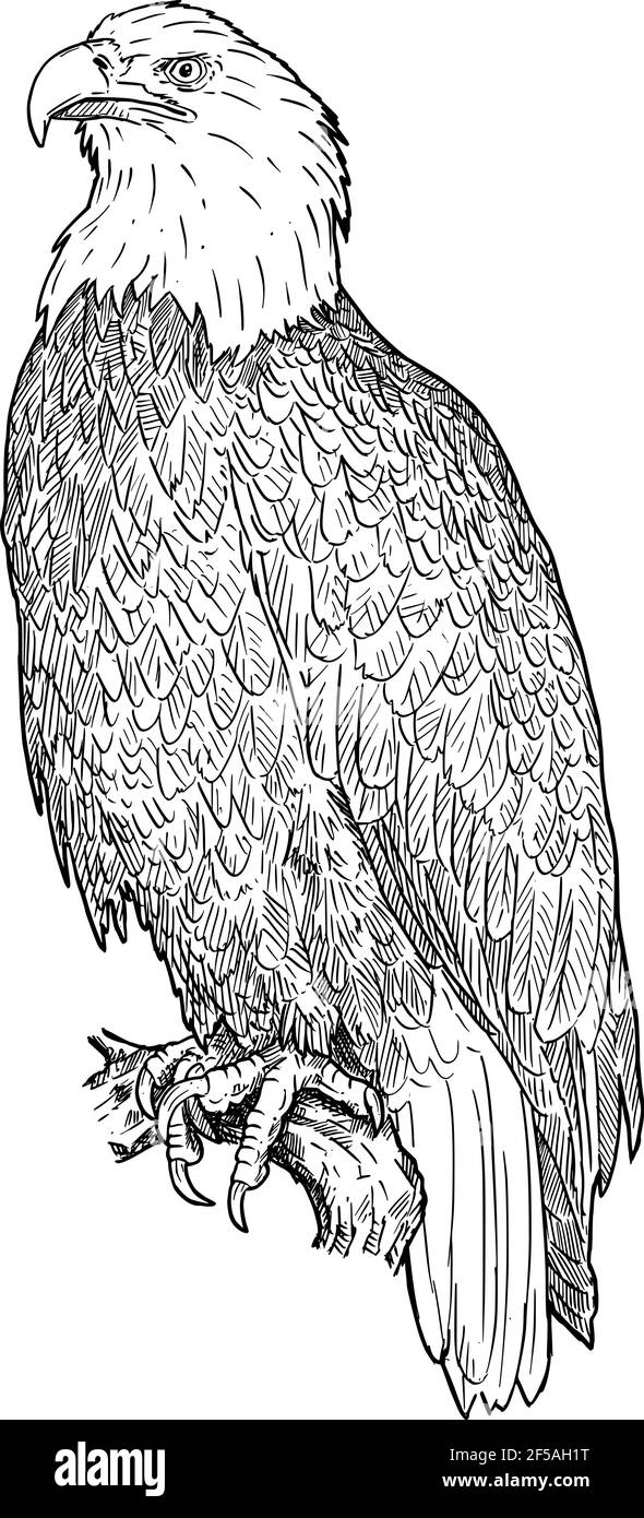 Bald Eagle Sketch Stock Photo - Download Image Now - Eagle - Bird,  Illustration, Drawing - Art Product - iStock