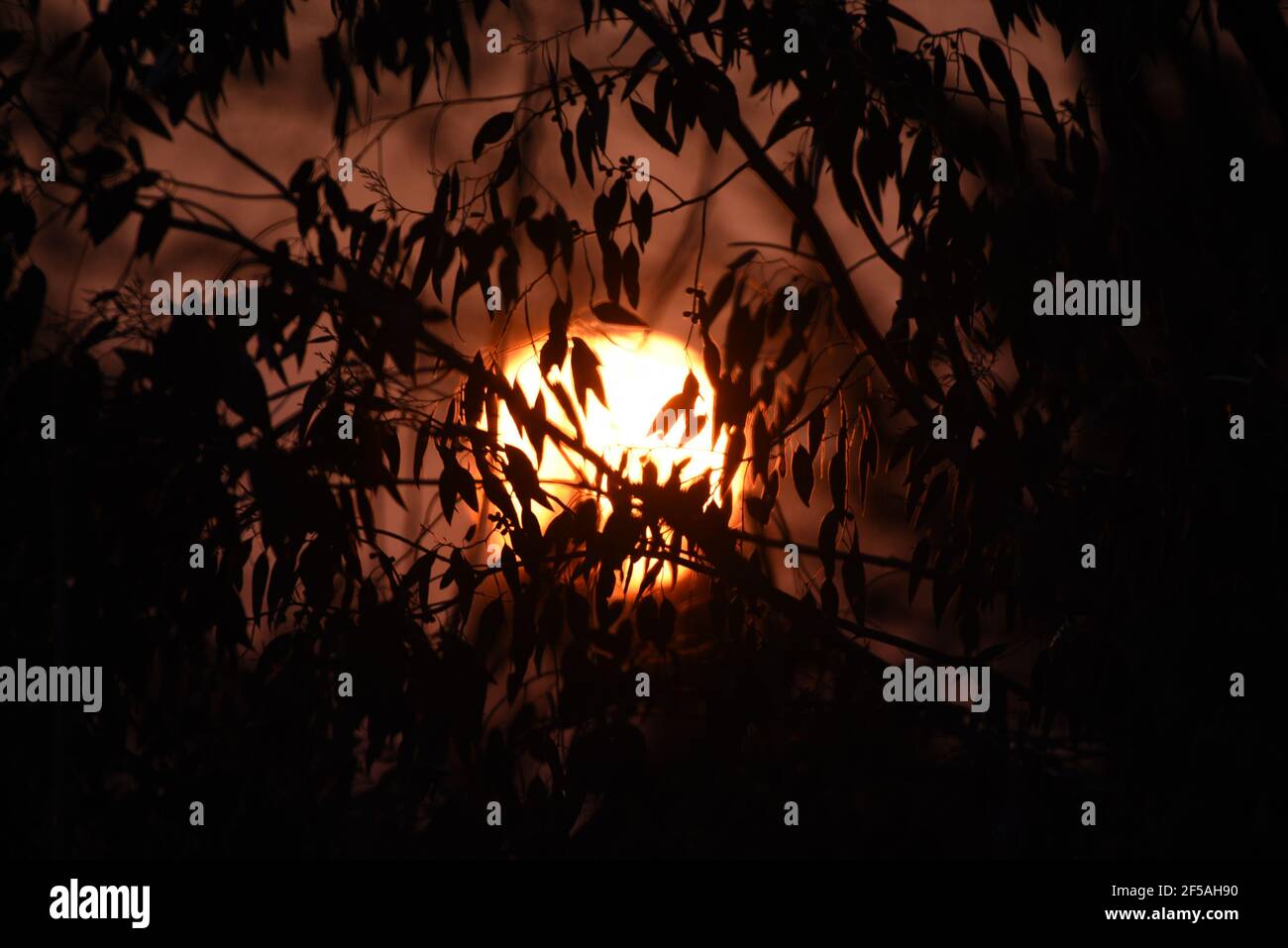 An orange sun sets behind trees at the end of a clear day in early March Stock Photo