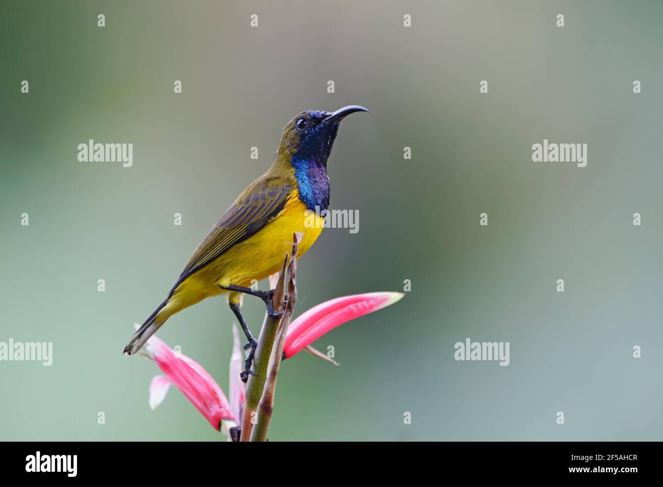 Olive backed sunbird hi-res stock photography and images - Alamy