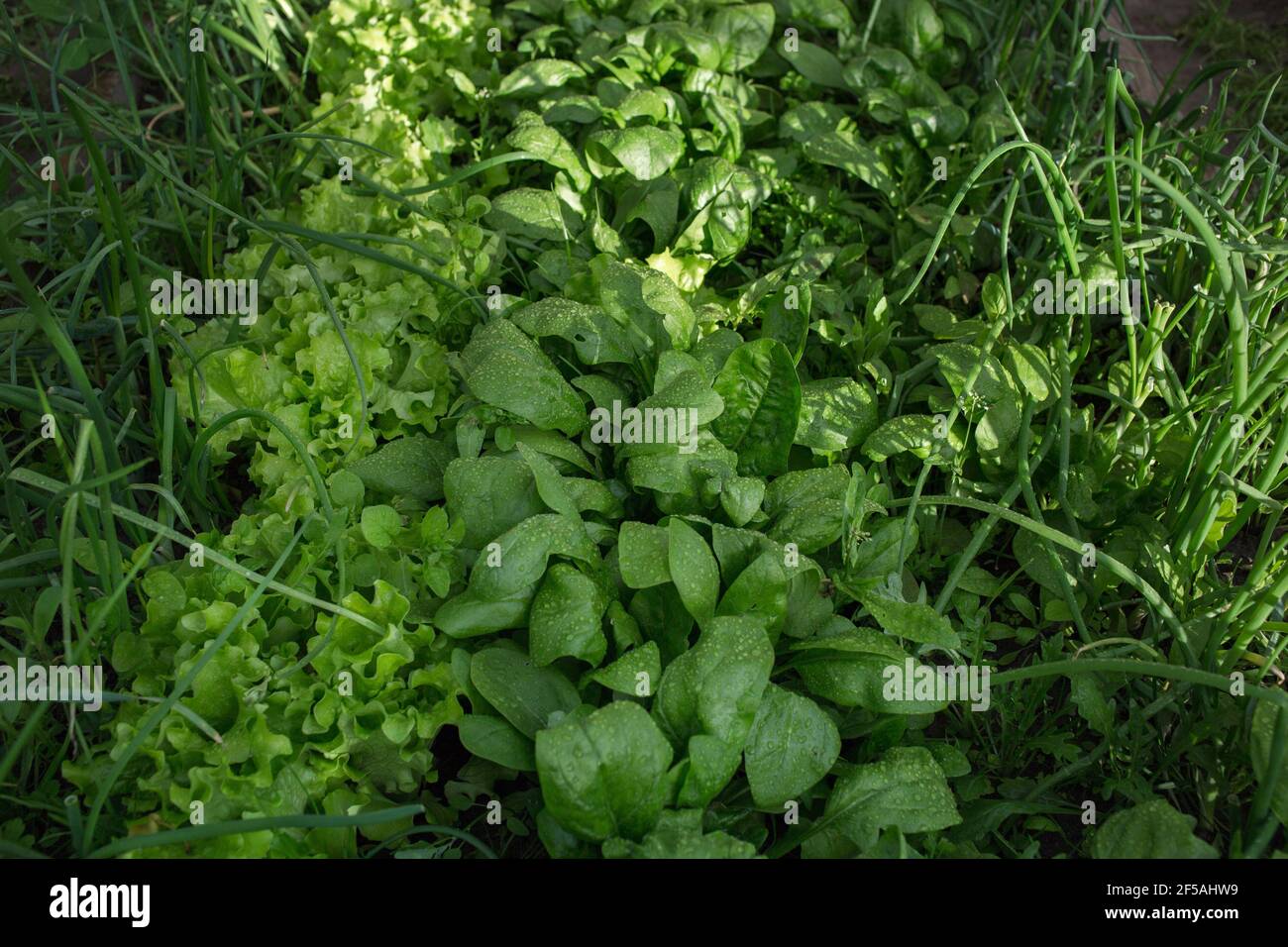 Lush harvest of spinach, lettuce and young green onions in the garden beds. Organic farming. Salad ingredients. After the rain. Selective focus Stock Photo