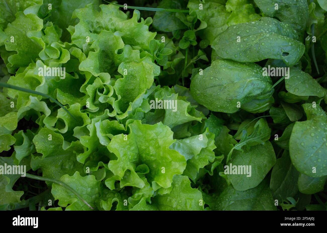 Onions, spinach, lettuce. Fresh nutritious vitamin greens in the garden beds. Organic farming. Salad ingredients. After the rain. Selective focus. Clo Stock Photo