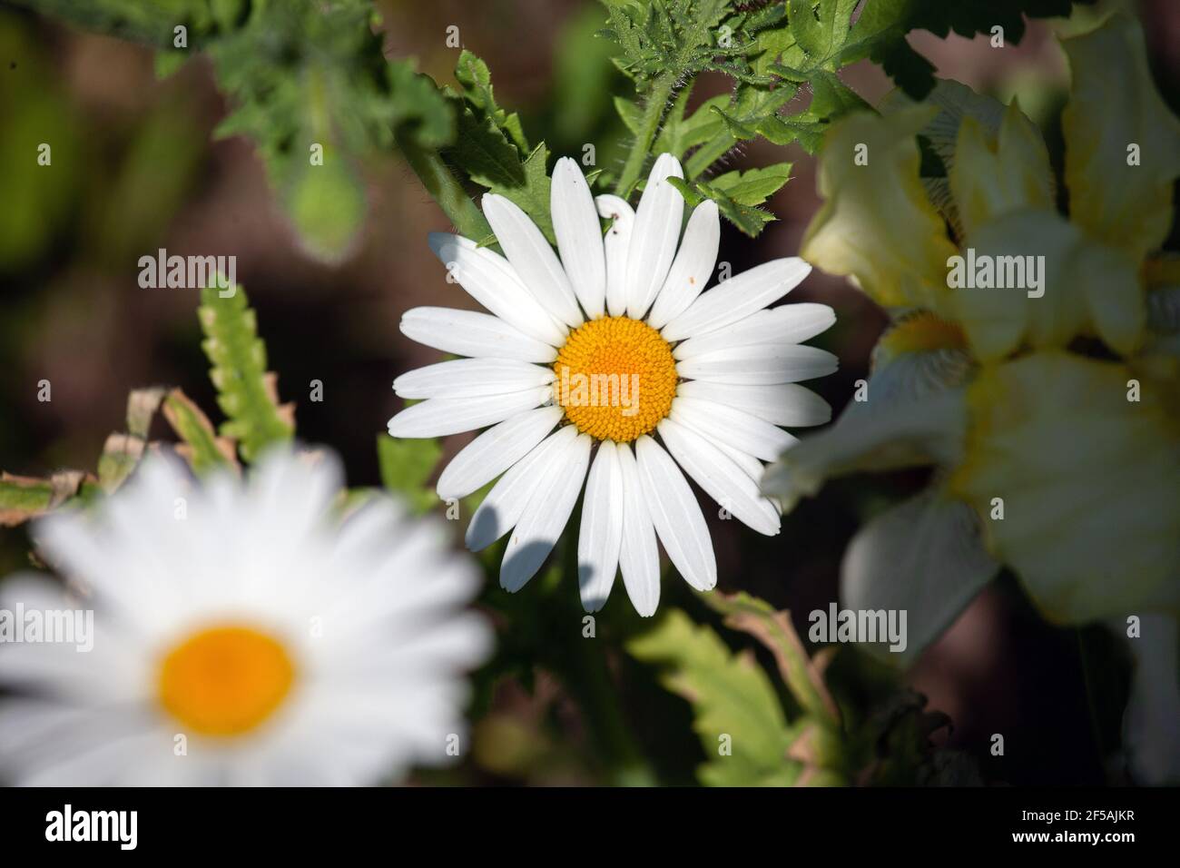 Flower of an ox eye daisy Chrysanthemum leucanthemum Stock Photo