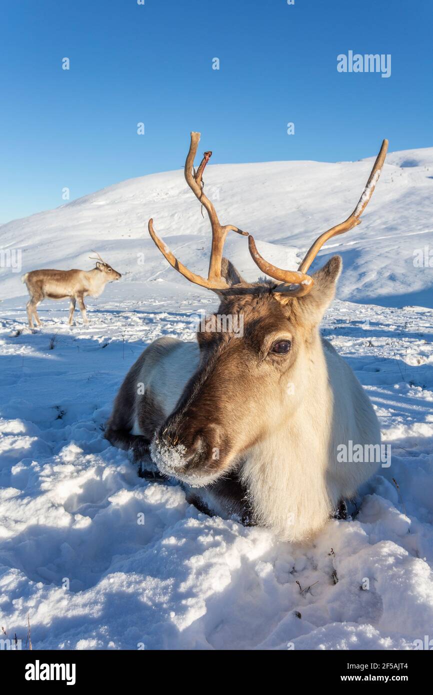 Reindeer (Rangifer tarandus), Cairngorms National Park, Scotland, UK Stock Photo