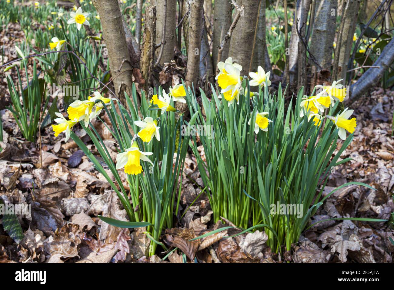 Wild daffodils (Narcissus pseudonarcissus) growing in spring at Betty Daws Wood Nature Reserve, near Dymock, Gloucestershire UK Stock Photo