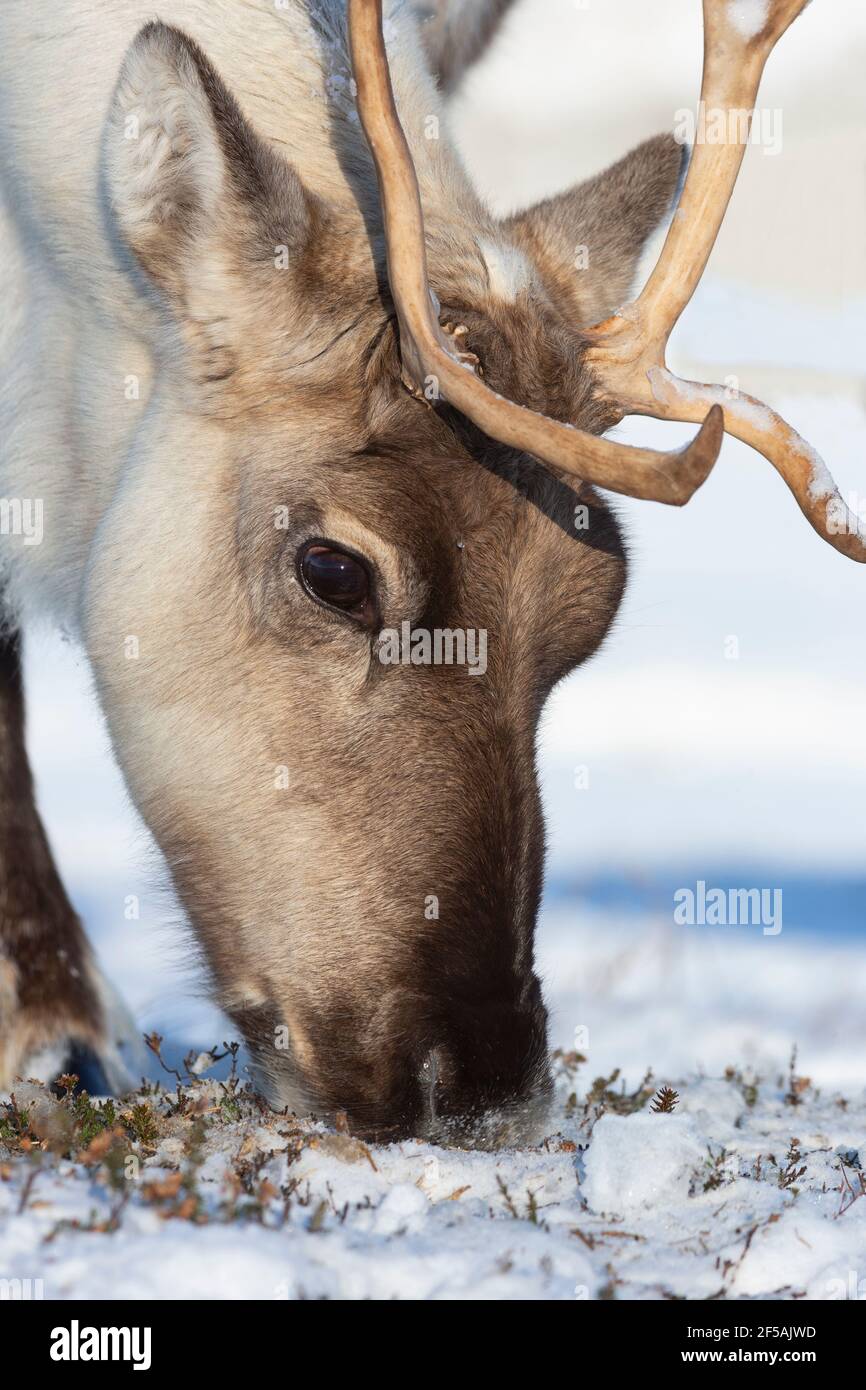 Reindeer (Rangifer tarandus), Cairngorms National Park, Scotland, UK Stock Photo
