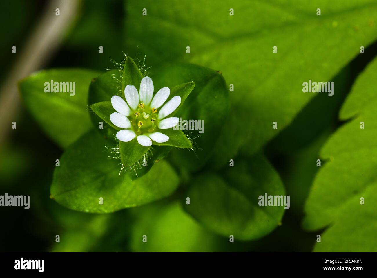 Common Chickweed (Stellaria media) Flower Stock Photo
