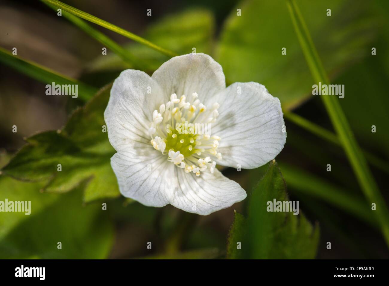 Close-up of a Windflower (Anemone piperi) Flower Stock Photo
