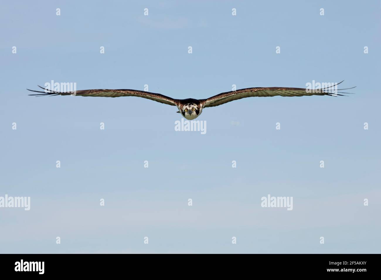 Osprey in flight(Pandon  haliaetus) Sanibel Island, florida, USA BI001328 Stock Photo