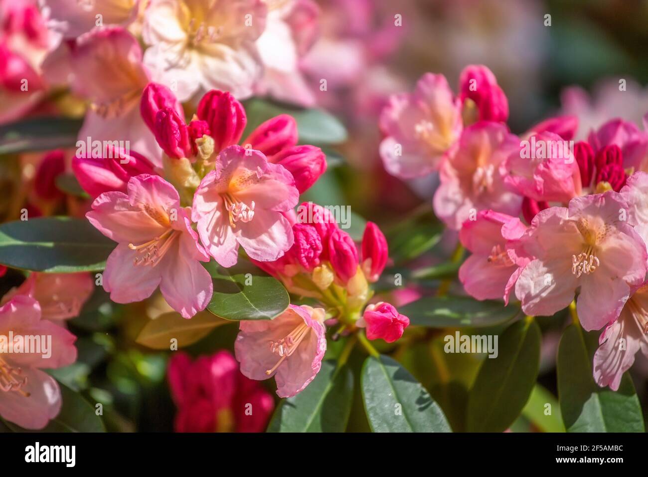Spring Rhododendron Springtime rhododendron hi-res stock photography and images - Alamy