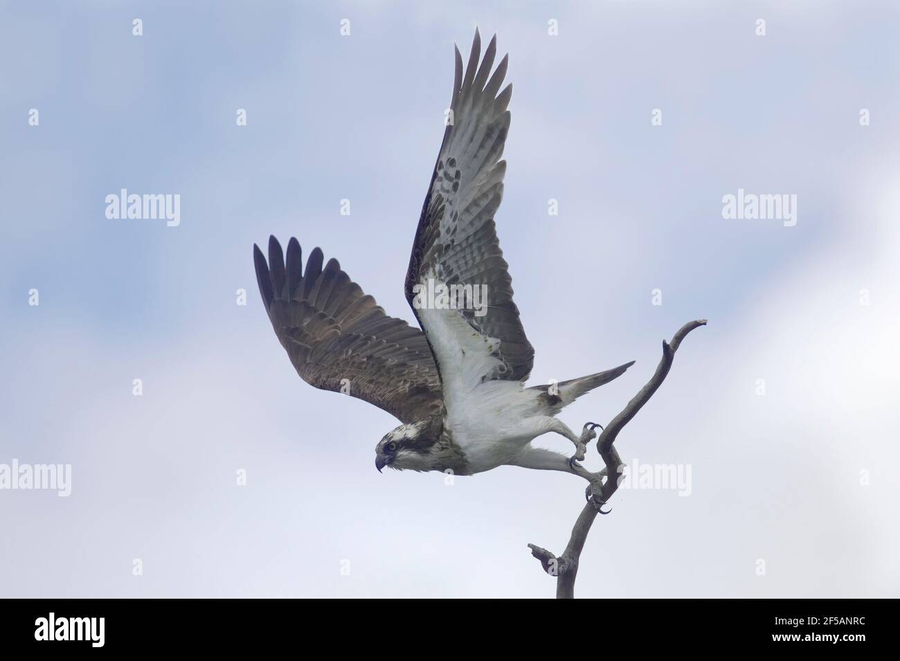 Osprey - Diving for FishPandion haliaetus Finland BI014733 Stock Photo