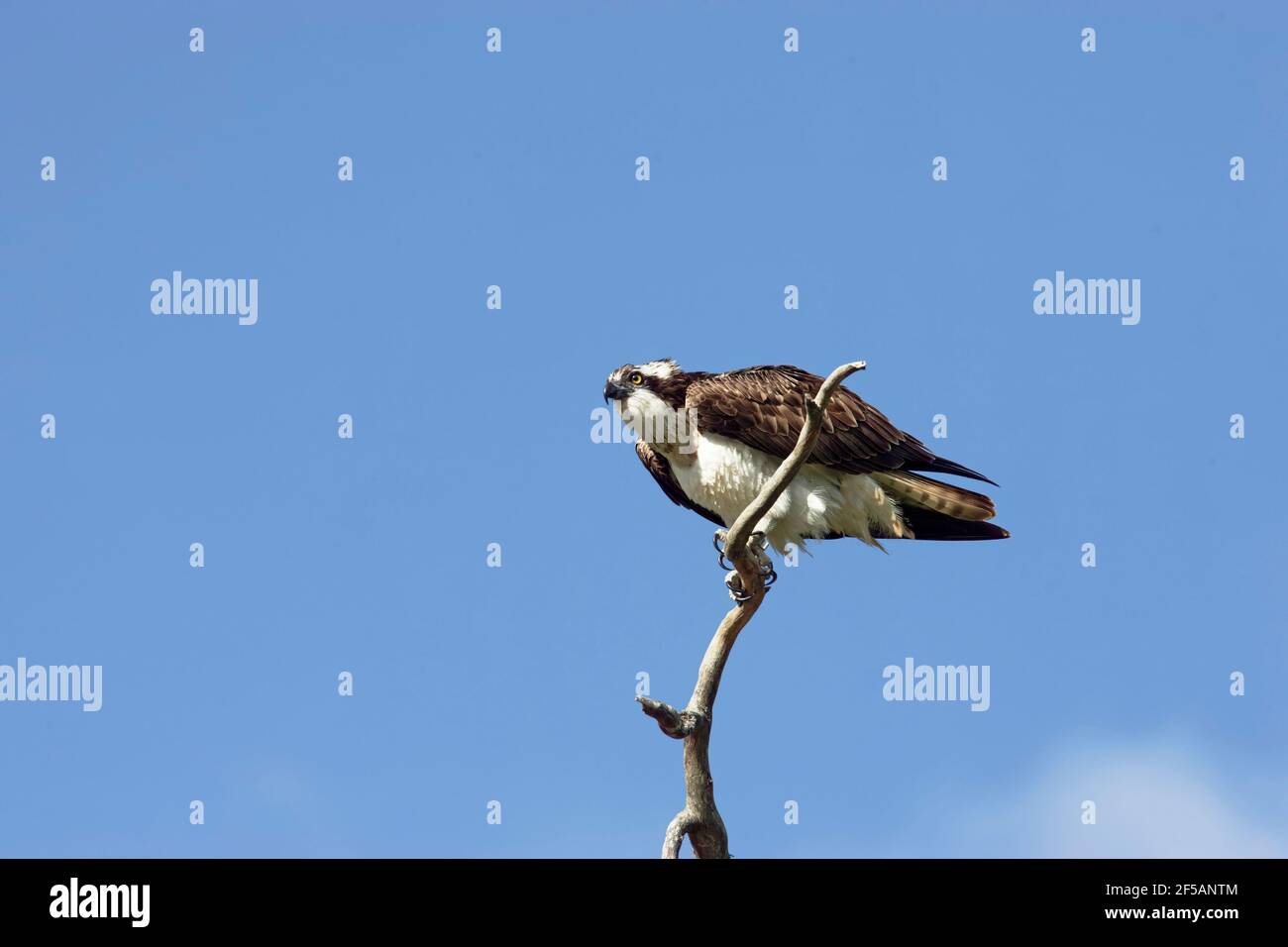 Osprey - Perching on Dead TreePandion haliaetus Finland BI014773 Stock Photo
