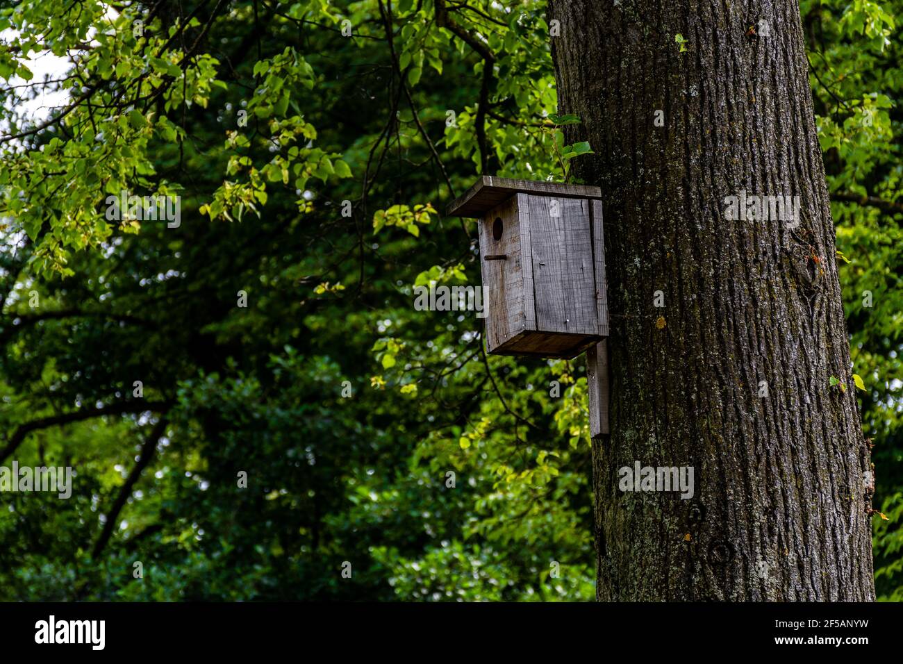 Birds shelter on tree hires stock photography and images Alamy