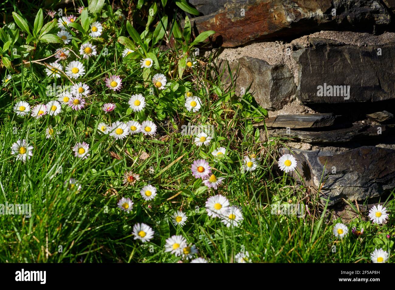Irish wild flowers hi-res stock photography and images - Alamy