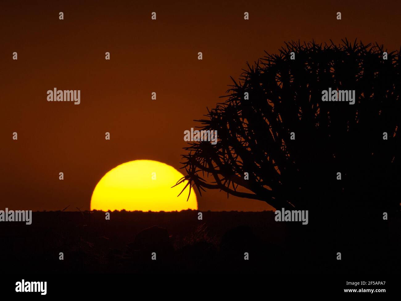 Quivertree infront of the rising sun in Namibia Stock Photo